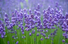 Lavender Seeds Lavandula Angustifo 50 Seeds Mosquito RepellentFrom US  - £6.63 GBP