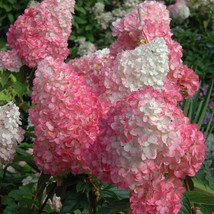 VP Bright Vanilla Strawberry Hydrangea Perennial Flowers Flower 5 Seeds - £6.18 GBP