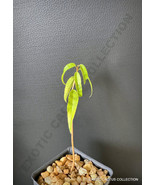 Semilir 2&quot;&quot; Pot Plant Mahogany Swietenia Mahagoni Hardwood Caoba Wood Tr... - £33.59 GBP