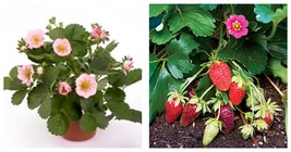 400 Seeds / Pack, Merlan Strawberry Seeds Pink Flowers on Compact Plants - £19.95 GBP