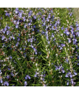 VN 25 Seeds Rosemary Seeds  Heirloom / Nongmo  Garden Seeds - $9.60