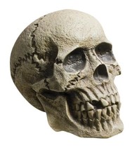 Seasonal Visions Skull Table Top Decor - Realistic Details Lightweight M... - £12.55 GBP