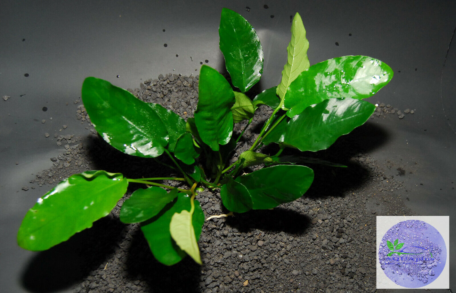 ANUBIAS BARTERI -Freshwater Aquatic Live Plants  - $5.93