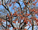 Sale 5 Seeds Japanese Persimmon Tree Asian Diospyros Kaki Orange Red Fru... - £7.95 GBP