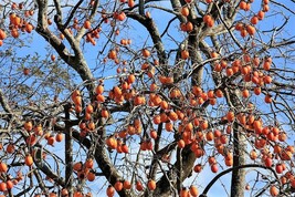 Sale 5 Seeds Japanese Persimmon Tree Asian Diospyros Kaki Orange Red Fruit Flowe - £7.89 GBP