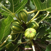 Heirloom Ficus Carica &#39;Panache&#39; Tiger Stripe Fig Tree 6 seeds tasty s fruits - £5.34 GBP