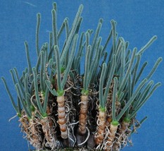 Monilaria Obconica, exotic mesembs rare succulent string of pears seed 15 SEEDS - $8.99