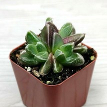 Succulent Plant - Faumatium Hybrid {Limited} - In 2&quot; Pot - $117.33 MXN