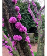LKS Judas Tree Seeds 20 Seeds Flowering Tree Prized For Yard Garde Home ... - €18,62 EUR