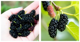Black Mulberry Tree Seeds (Morus nigra) | Sweet Fruits Seeds 100 Seeds - £13.36 GBP