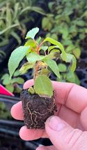 20 Plants Total Fig Tree Blackberry Live Plants Combo - £258.05 GBP