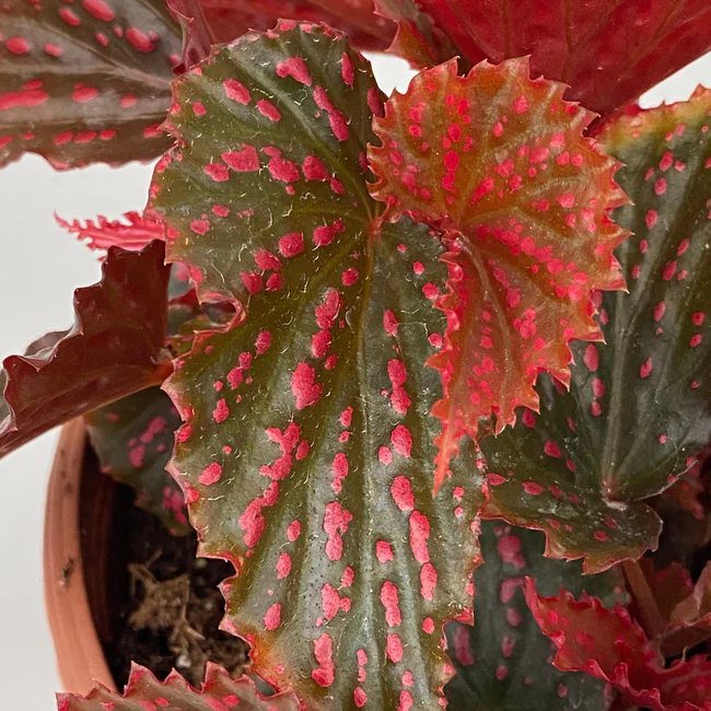 KingStore From US Begonia Redrum 3 Inch Pot - £89.68 GBP