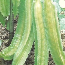 Grow In US 10 Heirloom Winged bean seed Healthy Tasty Asian Specialty - £9.20 GBP