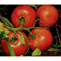 Marglobe Supreme Tomato Seeds Gardening Easy Grow USA SHIPPING - £4.41 GBP