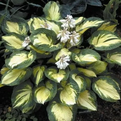 Hosta Great Expectations Large Thick Disease-Free 2.5 Inch Pot  - £23.13 GBP