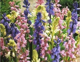 100 Spanish Bluebells Mixture Wood Hyacinth Mix Hyacinthoides Hispanica Wood Hya - £8.61 GBP