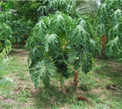 Fruit Dwarf Papaya Seeds Miniature Pawpaw 50Pcs New Fresh Seeds USA - $11.26