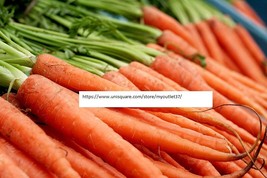 Scarlet Nantes Carrot Seeds - Vegetable Seeds - BOGO - £0.78 GBP