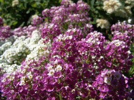 BPA 500 Seeds Sweet Alyssum Royal Carpet Lobularia Maritima FlowerFrom USA - £7.43 GBP