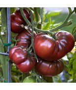 Black Brandywine Tomato 15 Seeds Fresh Fast Shipping - $5.45 CAD