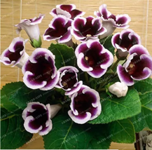 Bonsai Sinningia Gloxinia Home Bonsai DIY for Garden Ornamental-Plant seeds - £9.28 GBP