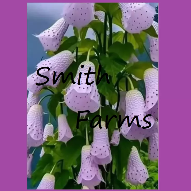 Lavender Tibetan Bell Flowers Beautiful Purple 25 Seeds
