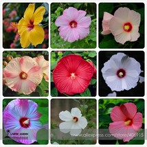  Heirloom Hibiscus Moscheutos Mixed 9 Colors Mallow Rose Flower 20 Seeds - £4.79 GBP