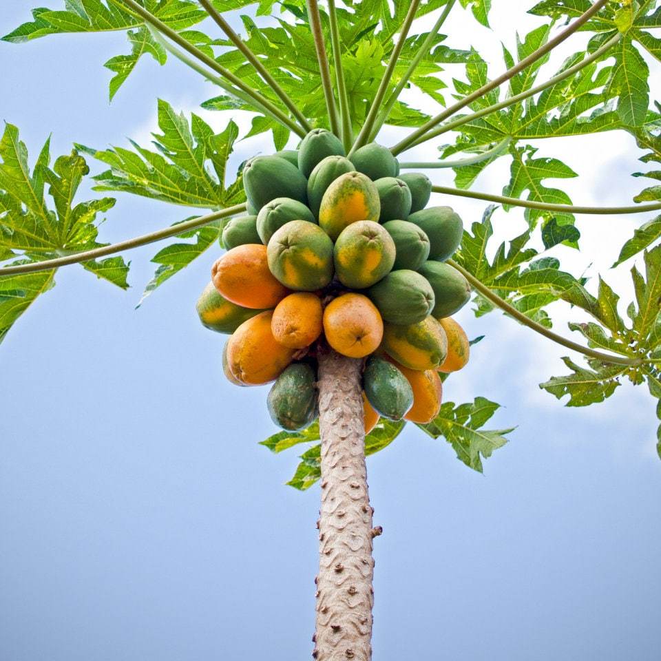Papaya Tree Seeds (30 Pack) - Carica Papaya, Non-GMO, Tropical Fruit Garden, Per - £6.68 GBP