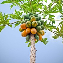 Papaya Tree Seeds (30 Pack) - Carica Papaya, Non-GMO, Tropical Fruit Garden, Per - £6.79 GBP