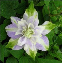 25 DBL Purple Green Clematis Seeds Flowers Perennial Seed Flower - £7.89 GBP