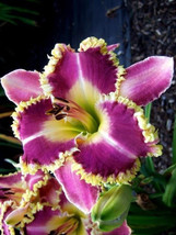 Hemerocallis Middendorffii Purple Golden Flowers Garden USA Shipping - £8.60 GBP