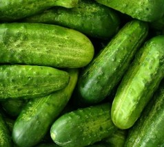 US Seller Cucumber Seeds 50+ National Pickling Vegetable Garden Pickling - £6.36 GBP