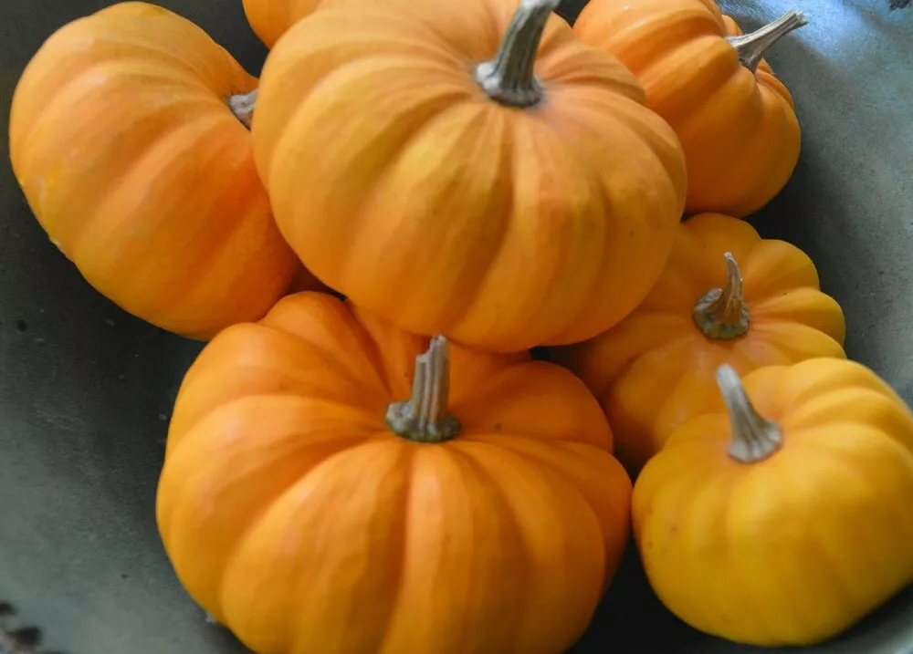 15 Seeds Pumpkin Be Little Jack Very Edible Versatiles In Their Uses For... - £14.01 GBP