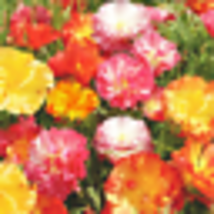 Seed 2023 Ballerina Mix California Poppy Seeds | Rainbow Iceland Paper Flower - £9.45 GBP
