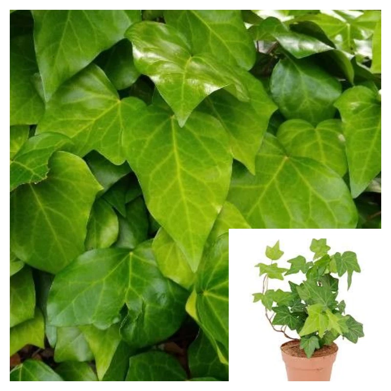 Hedera Canariensis 4 Inches Plant Canary Island Ivy Coney Island Ivy Liv... - $16.99
