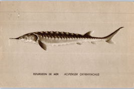 Sea Sturgeon Aquarium of the Quebec Biology Center Fish Postcard Posted 1985 - £6.96 GBP