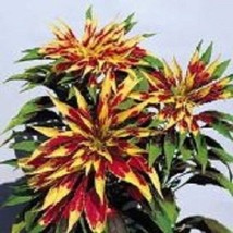 50 Tri-Color Amaranthus Splendens Perfecta / Annual Flower Seeds USA Seller Gard - $13.80