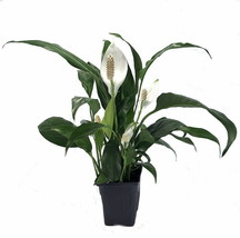 4&quot; Pot - Zen Peace Lily Plant - Spathyphyllium - Great House Plant - Garden - £50.14 GBP