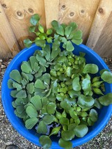 (12) Mix Water Hyacinth & Lettuce Koi Pond Floating Plants Rid Algae LARGE 5-7” - $57.00