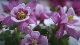 50 To 1000 Columbine Flower Seeds Tyrian Purple Plum Color - $6.07 CAD