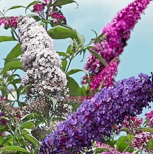 Butterfly Bush Mixed Colors 355 Seeds Buddleia Davidiibeautifully Scented USA Se - $7.38