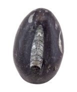 (1) Orthoceras Fossil Egg Formation (Approx. 2&quot;- 2.5&quot;) *Includes Free St... - $266.09 MXN