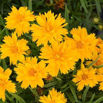 Coreopsis Grandiflora Double The Sun 15 Seeds USA Seeds Fast Shipping - $15.00