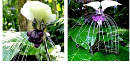 White Bat Orchid Flower 10 Seeds (Tacca Integrifolia) Exotic Tropical Houseplant - £17.63 GBP