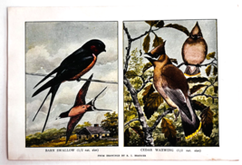 1927 Barn Swallow &amp; Cedar Waxwing Bird Art Plate Color Book Print Wildli... - $379.80 MXN