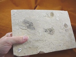 (F-596) fossil Ray finned bony Fish vertebrates specimen Green River Wyo... - $33.65