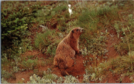 The Whistling Marmot Member Of The Rodent Family Olympic National Park Postcard - £4.08 GBP