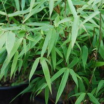 50 Bamboo Seeds Privacy Plant Garden Clumping Shade Screen &quot;Sunset Glow&quot; - $14.98