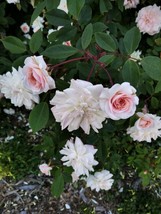 Cecile Brunner, Sweetheart rose, Shrub, ramber plant Bare root - $483.24 MXN