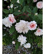Cecile Brunner, Sweetheart rose, Shrub, ramber plant Bare root - $472.97 MXN